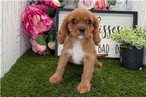 Abby - Cavalier King Charles Spaniel for sale