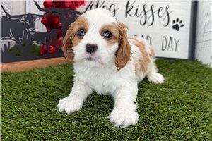 Tatiana - puppy for sale