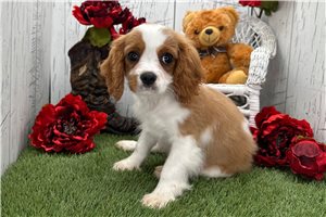 Levi - Cavalier King Charles Spaniel for sale