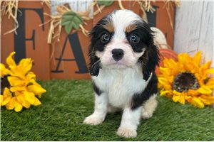Newt - Cavalier King Charles Spaniel for sale