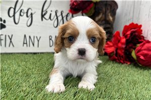 Oxen - puppy for sale
