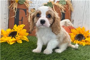 Nico - Cavalier King Charles Spaniel for sale