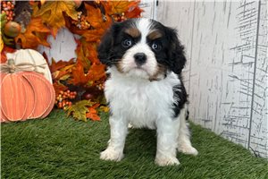 Quincy - Cavalier King Charles Spaniel for sale