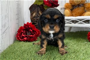 Piper - Cavalier King Charles Spaniel for sale