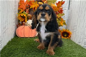 Pluto - Cavalier King Charles Spaniel for sale