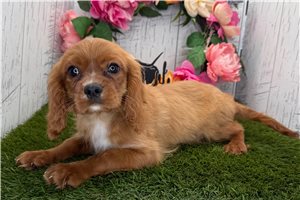 Atlas - Cavalier King Charles Spaniel for sale