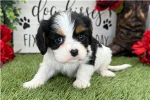 Oksana - Cavalier King Charles Spaniel for sale