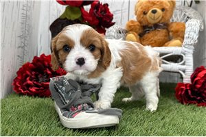Phoebe - Cavalier King Charles Spaniel for sale