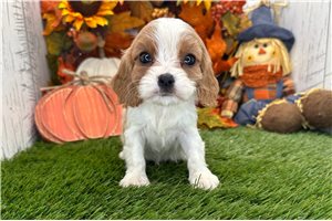 Cindy - Cavalier King Charles Spaniel for sale