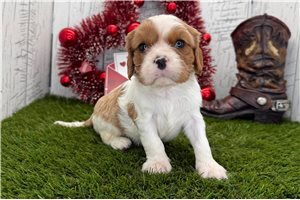Angelica - puppy for sale