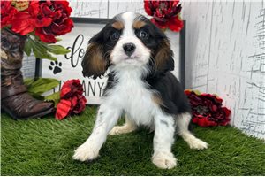 Sawyer - Cavalier King Charles Spaniel for sale