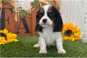 Norman - Cavalier King Charles Spaniel for sale