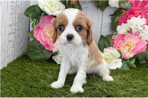 Indie - Cavalier King Charles Spaniel for sale