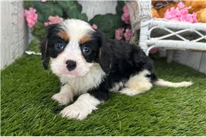 Newt - Cavalier King Charles Spaniel for sale