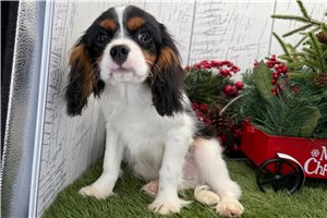 Donny - Cavalier King Charles Spaniel for sale