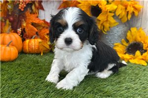 Quincy - Cavalier King Charles Spaniel for sale