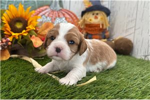 Tori - Cavalier King Charles Spaniel for sale