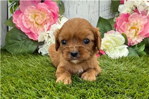 Lily - puppy for sale
