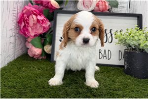 Tommy - Cavalier King Charles Spaniel for sale