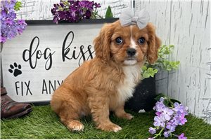 Autumn - Cavalier King Charles Spaniel for sale