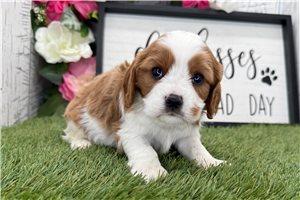 Ophelia - Cavalier King Charles Spaniel for sale