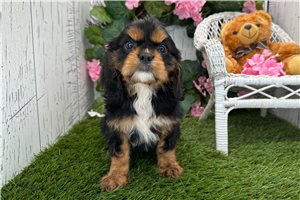 Pluto - Cavalier King Charles Spaniel for sale