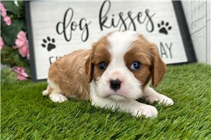 Pegasus - puppy for sale