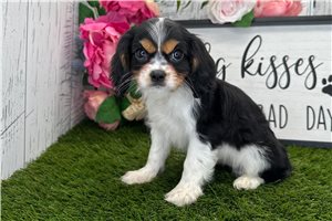 Tamara - Cavalier King Charles Spaniel for sale