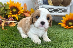 Carina - puppy for sale