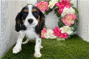 Sawyer - puppy for sale