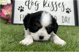 Onyx - puppy for sale