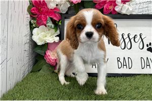 Irene - Cavalier King Charles Spaniel for sale