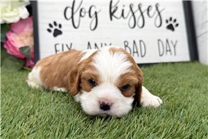 Peyton - puppy for sale