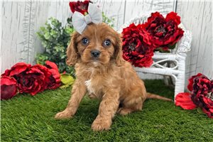 Inez - Cavalier King Charles Spaniel for sale