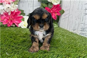 Pluto - puppy for sale