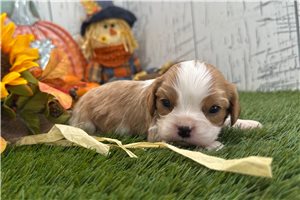 Thames - puppy for sale