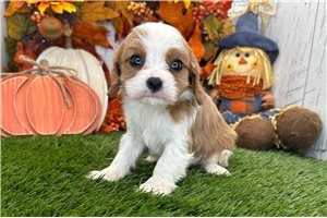 Carina - Cavalier King Charles Spaniel for sale
