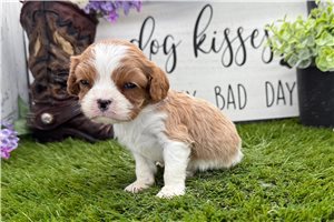 Irene - puppy for sale