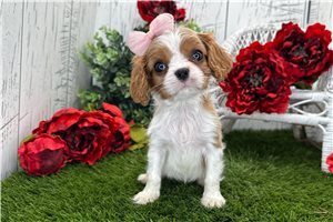 Irene - Cavalier King Charles Spaniel for sale