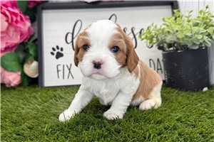 Hailey - Cavalier King Charles Spaniel for sale