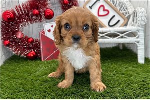 Abby - Cavalier King Charles Spaniel for sale
