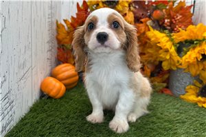 Nico - Cavalier King Charles Spaniel for sale