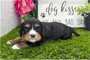 Hudson - puppy for sale