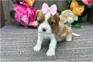 Cobie - puppy for sale
