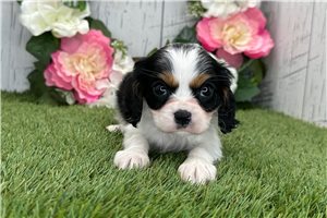 Orlando - Cavalier King Charles Spaniel for sale