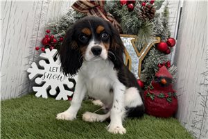 Diego - puppy for sale