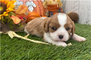 Trixie - puppy for sale