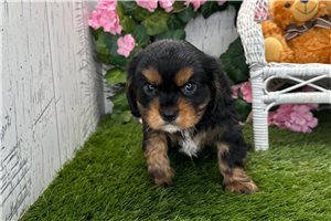 Pokie - Cavalier King Charles Spaniel for sale