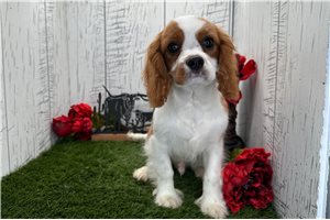 Levi - Cavalier King Charles Spaniel for sale