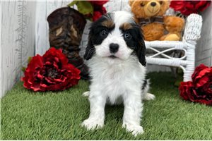 Onyx - Cavalier King Charles Spaniel for sale